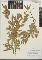 Foto von Salix pseudocordata Andersson